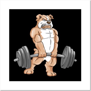 Bulldog at bodybuilding with barbell Posters and Art